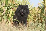 CHOW CHOW 273